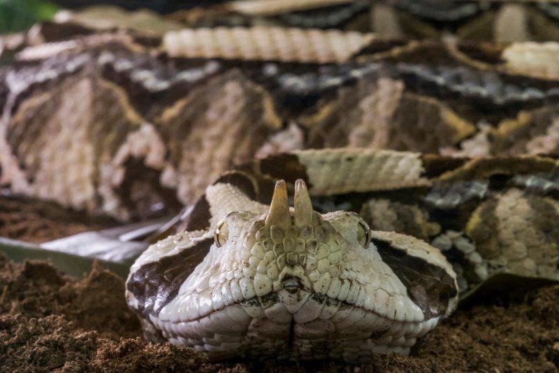 Serpente CobraCurse