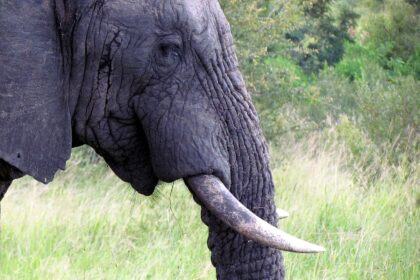 Safari na África do Sul pela primeira vez: Kruger, hospedagem, custos e melhor época